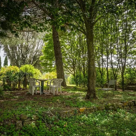 La Pieve - Tulipani *